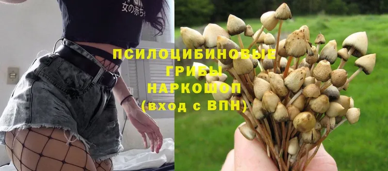 Галлюциногенные грибы Psilocybine cubensis  Ивангород 